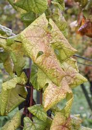 Fotka - OZNAM - Vyhlásenia karantény pre zistenie výskytu - zlaté žltnutie viniča