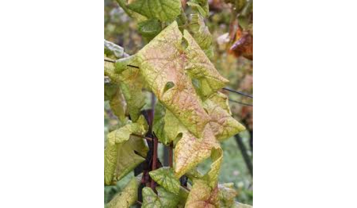 OZNAM - Vyhlásenia karantény pre zistenie výskytu - zlaté žltnutie viniča