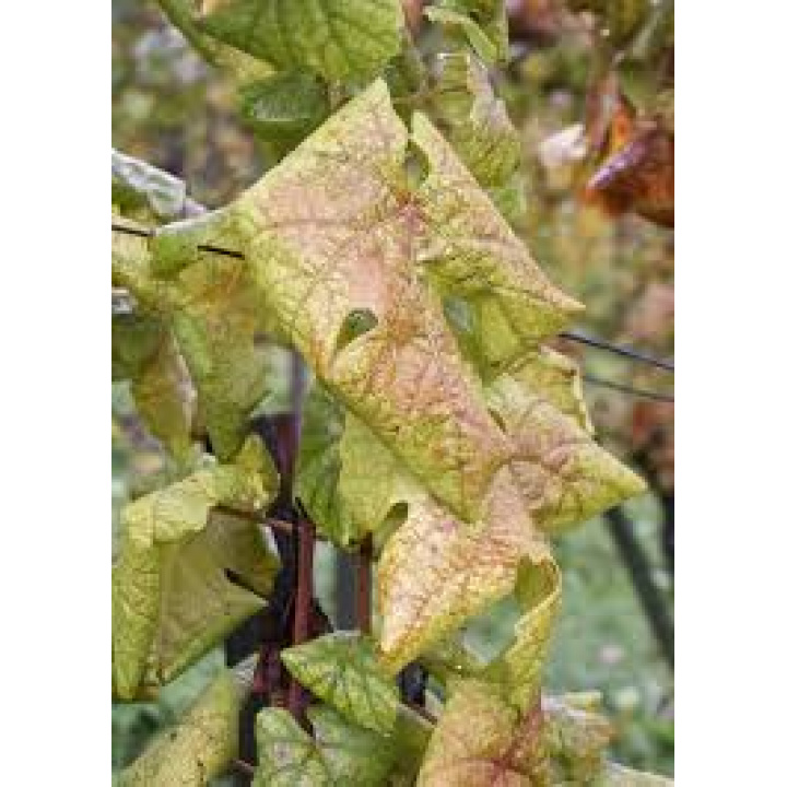 OZNAM - Vyhlásenia karantény pre zistenie výskytu - zlaté žltnutie viniča